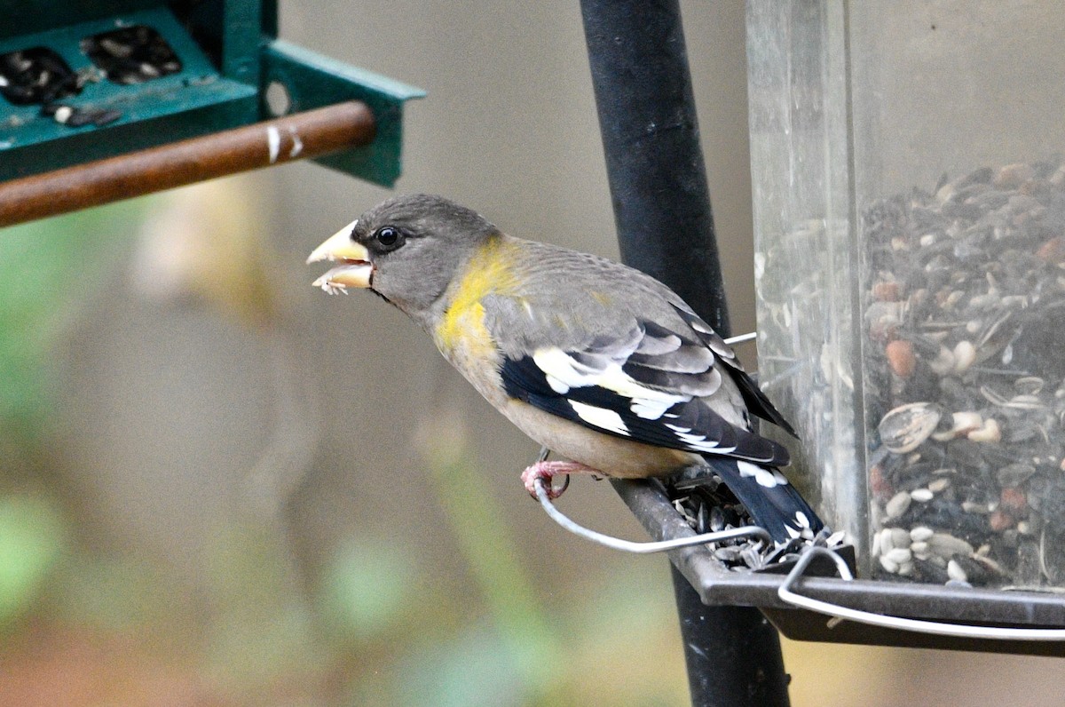 Evening Grosbeak - ML611397997