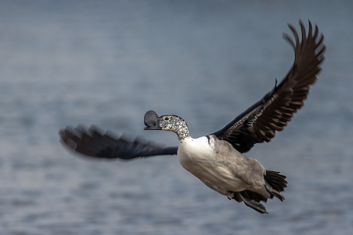 Knob-billed Duck - Daniel Danckwerts (Rockjumper Birding Tours)