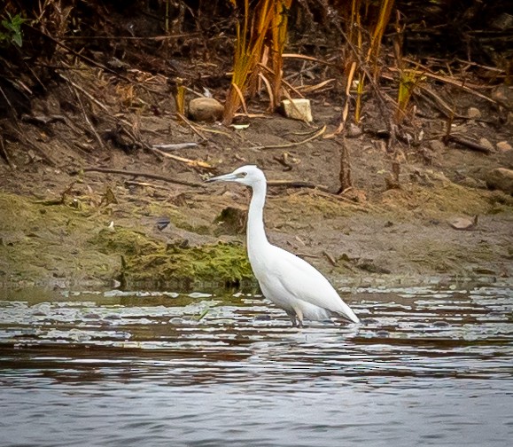 Little Blue Heron - ML611398040