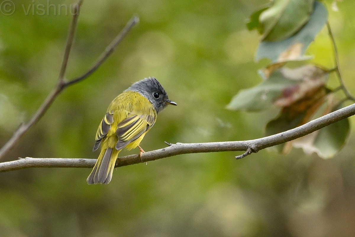 Gray-headed Canary-Flycatcher - Vishnu Sagar