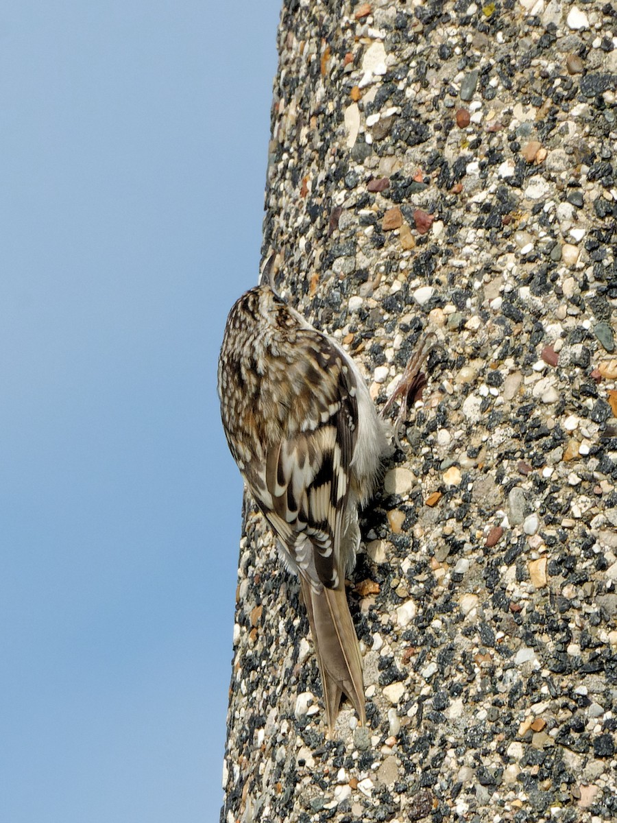 Brown Creeper - Donald Davesne