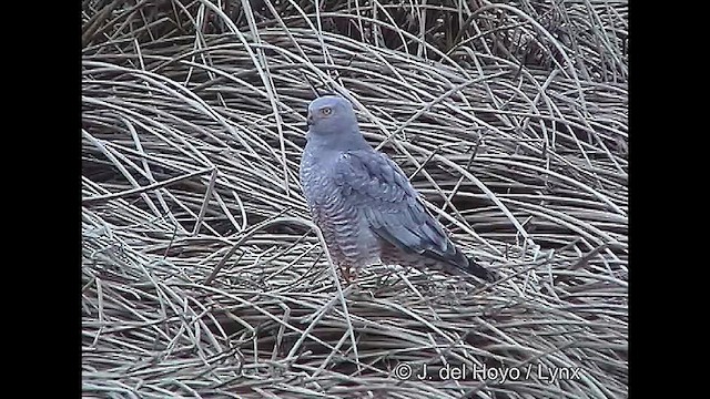 Cinereous Harrier - ML611398101