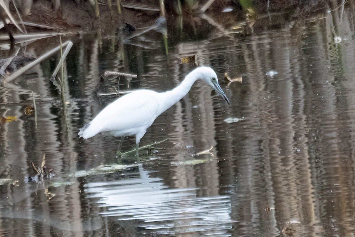 Little Blue Heron - ML611398105