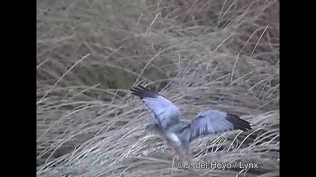 Cinereous Harrier - ML611398108