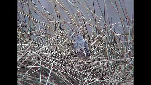 Cinereous Harrier - ML611398119