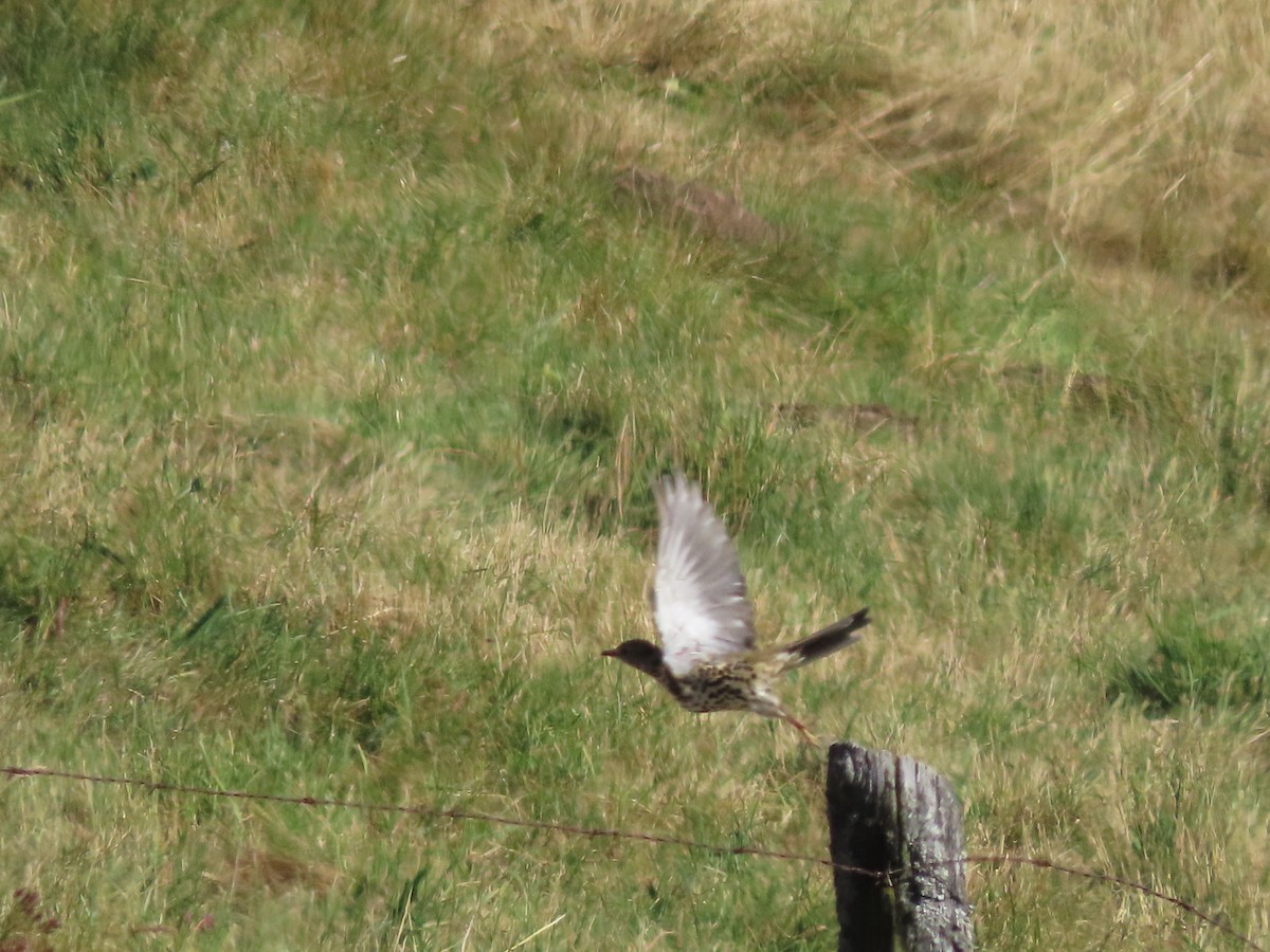 Mistle Thrush - ML611398120