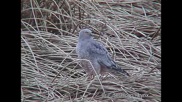 Cinereous Harrier - ML611398127