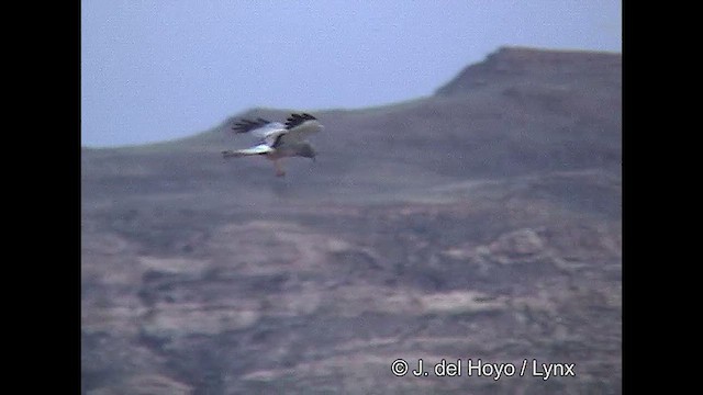 Cinereous Harrier - ML611398142