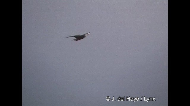 Cinereous Harrier - ML611398162