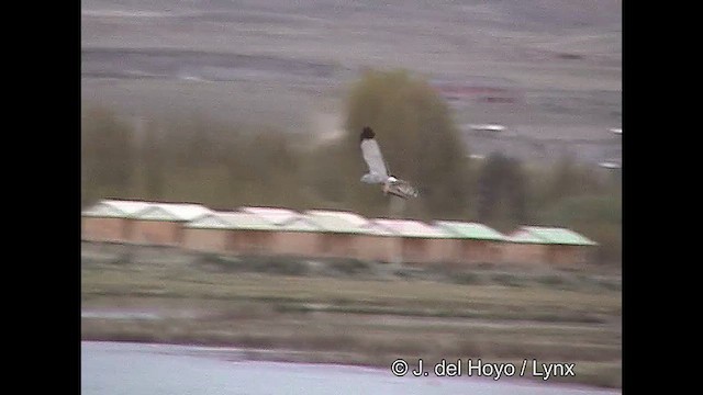 Cinereous Harrier - ML611398173