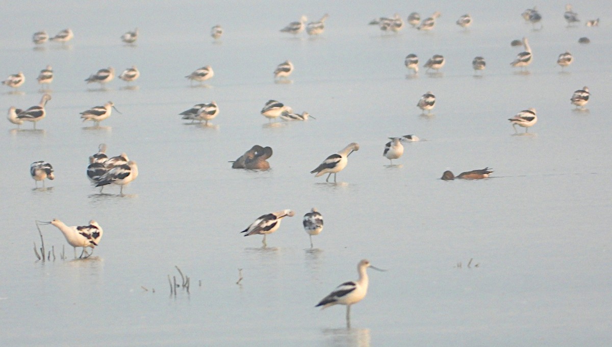 American Avocet - Isaí López