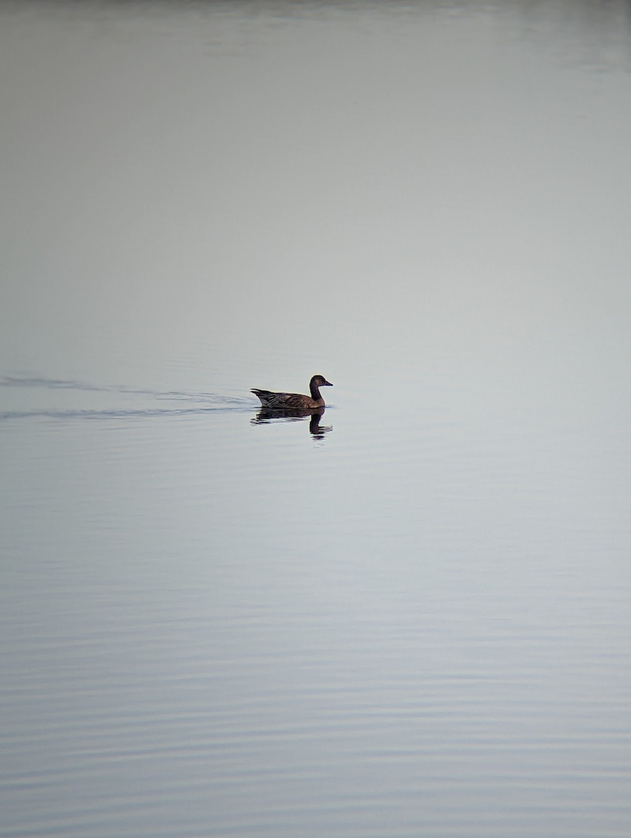 tanımsız kaz (Anser/Branta sp.) - ML611398208