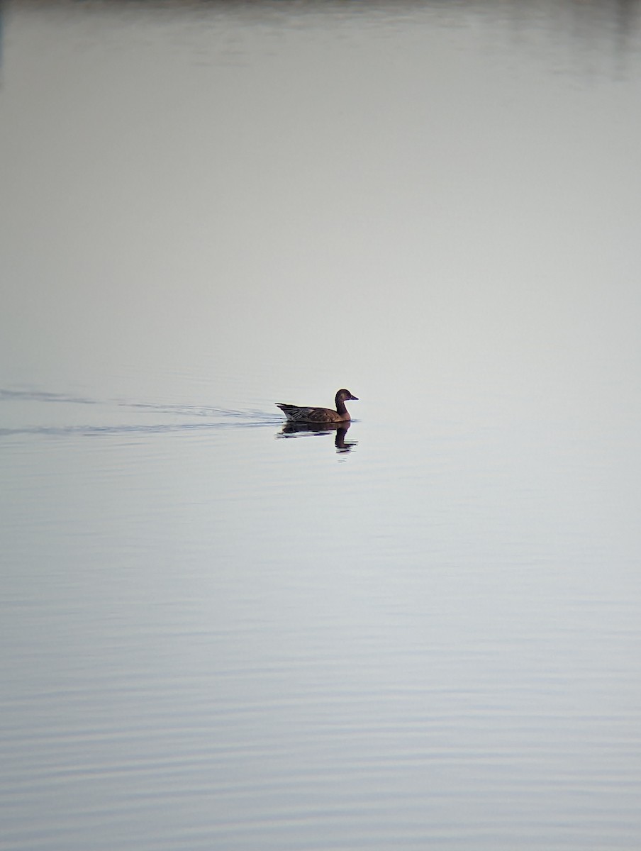 tanımsız kaz (Anser/Branta sp.) - ML611398212