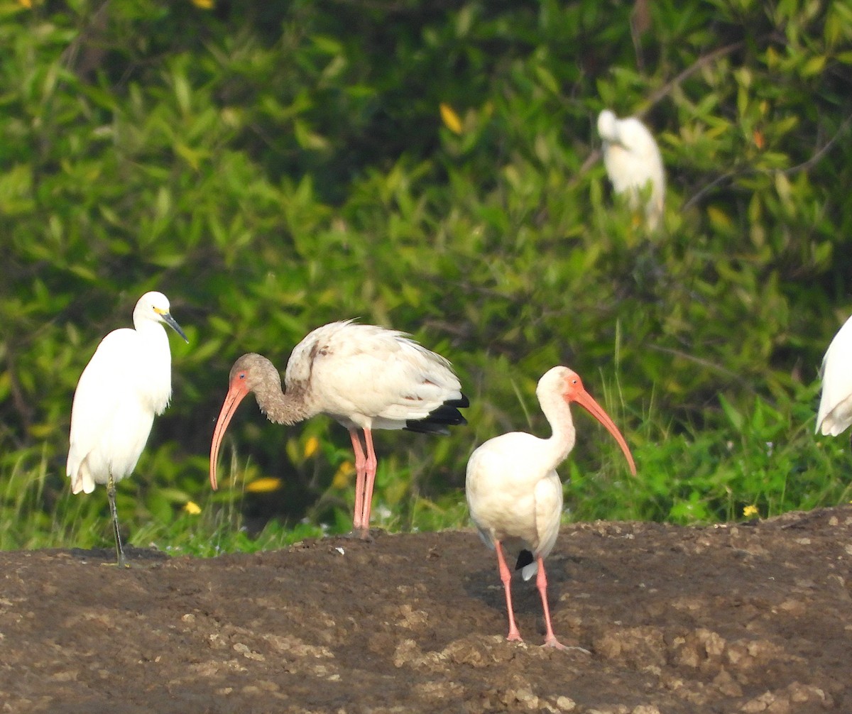 White Ibis - ML611398214