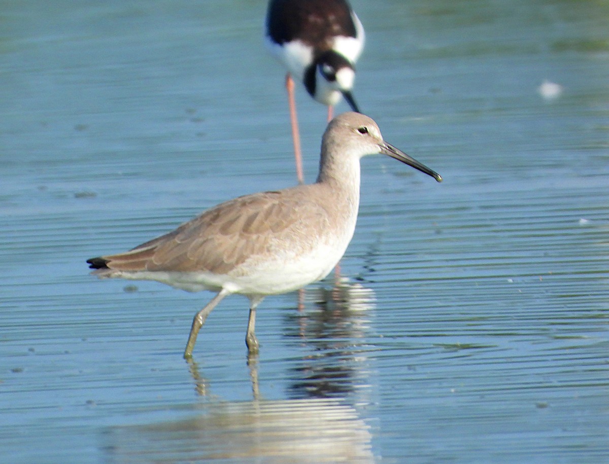 Willet - Isaí López