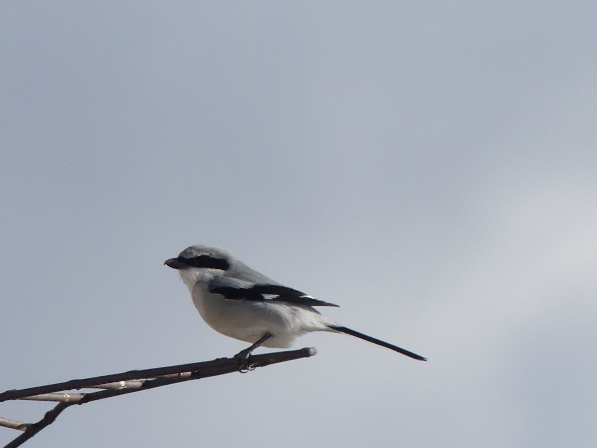 Loggerhead Shrike - ML611398257