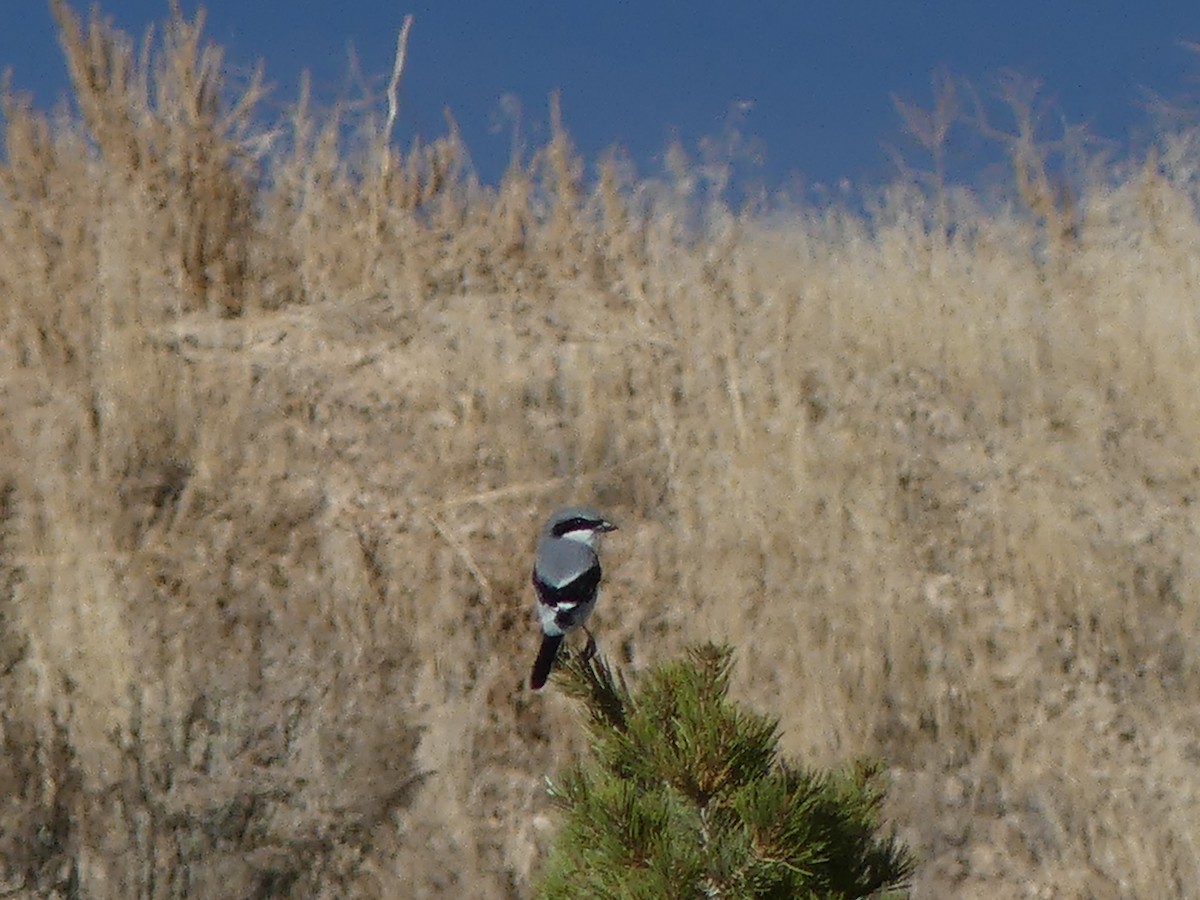 Loggerhead Shrike - ML611398258