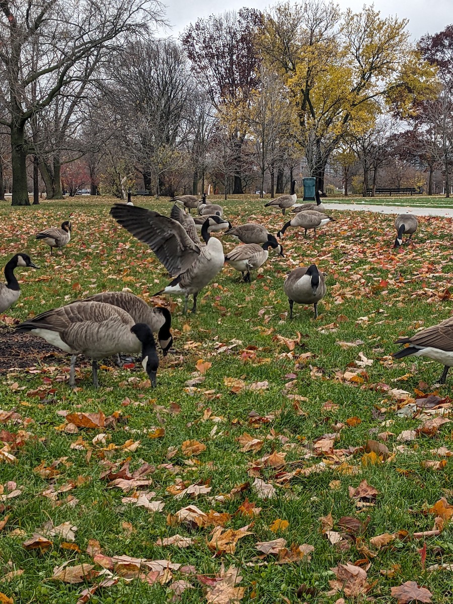 Canada Goose - ML611398270