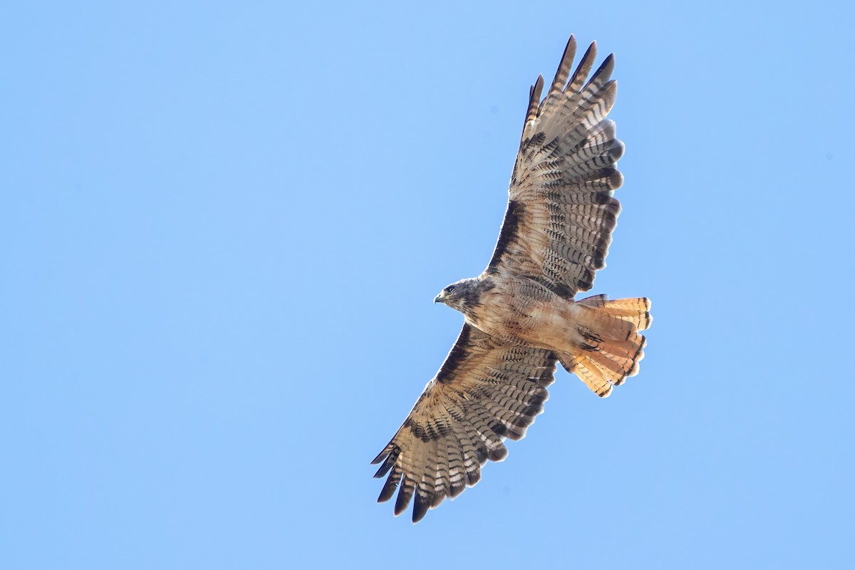 Red-tailed Hawk (calurus/alascensis) - Davey Walters