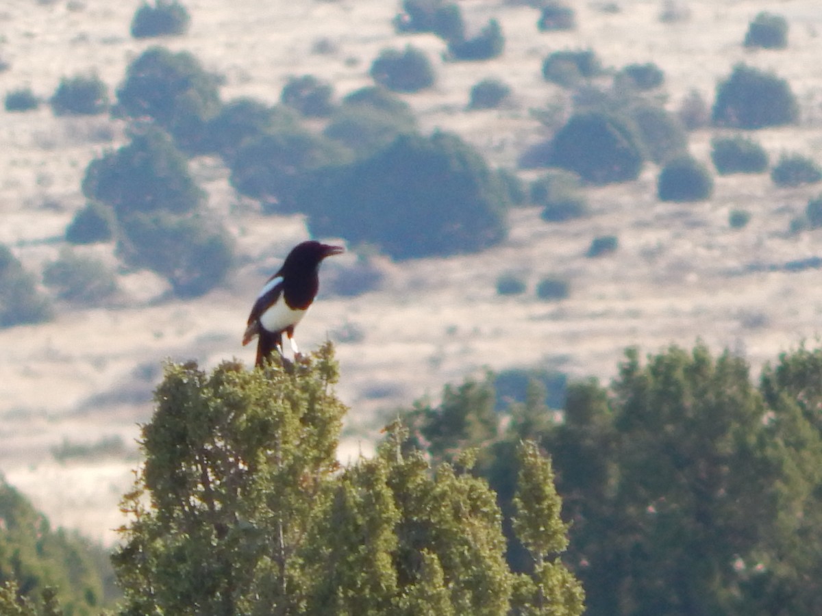 Black-billed Magpie - ML611398319