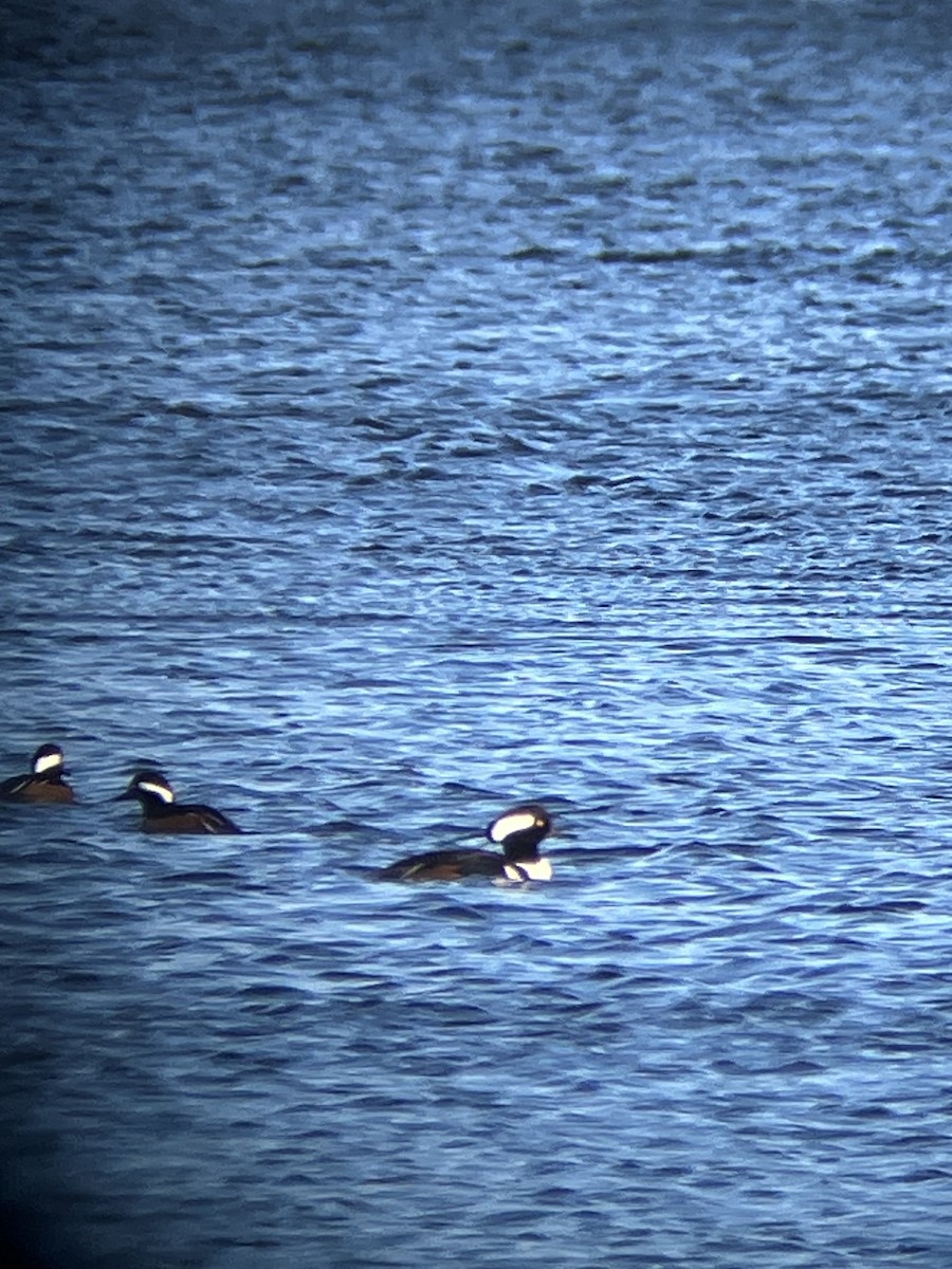 Hooded Merganser - ML611398341