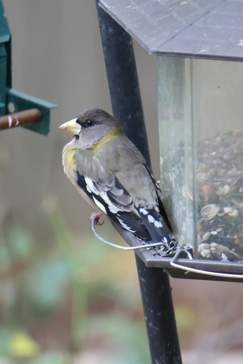 Evening Grosbeak - ML611398345