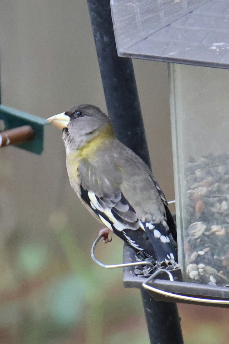 Evening Grosbeak - ML611398347