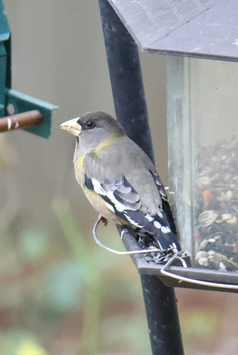 Evening Grosbeak - ML611398348