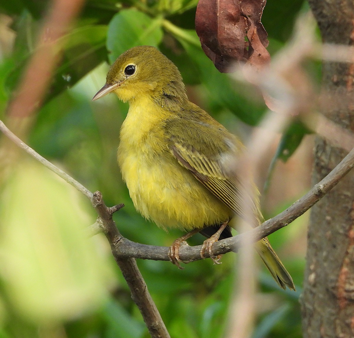 Yellow Warbler - ML611398393