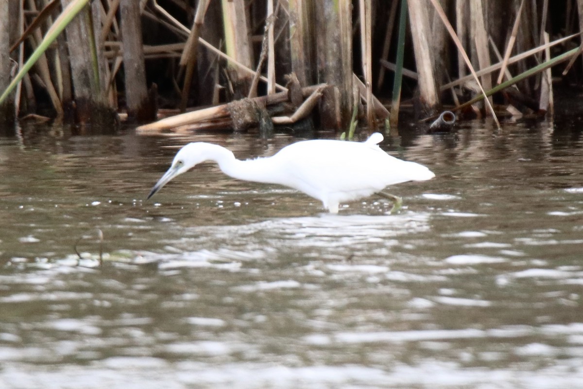 Little Blue Heron - ML611398396