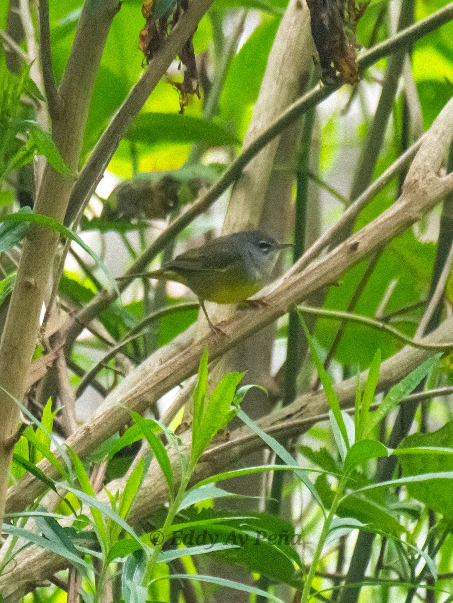 MacGillivray's Warbler - ML611398665