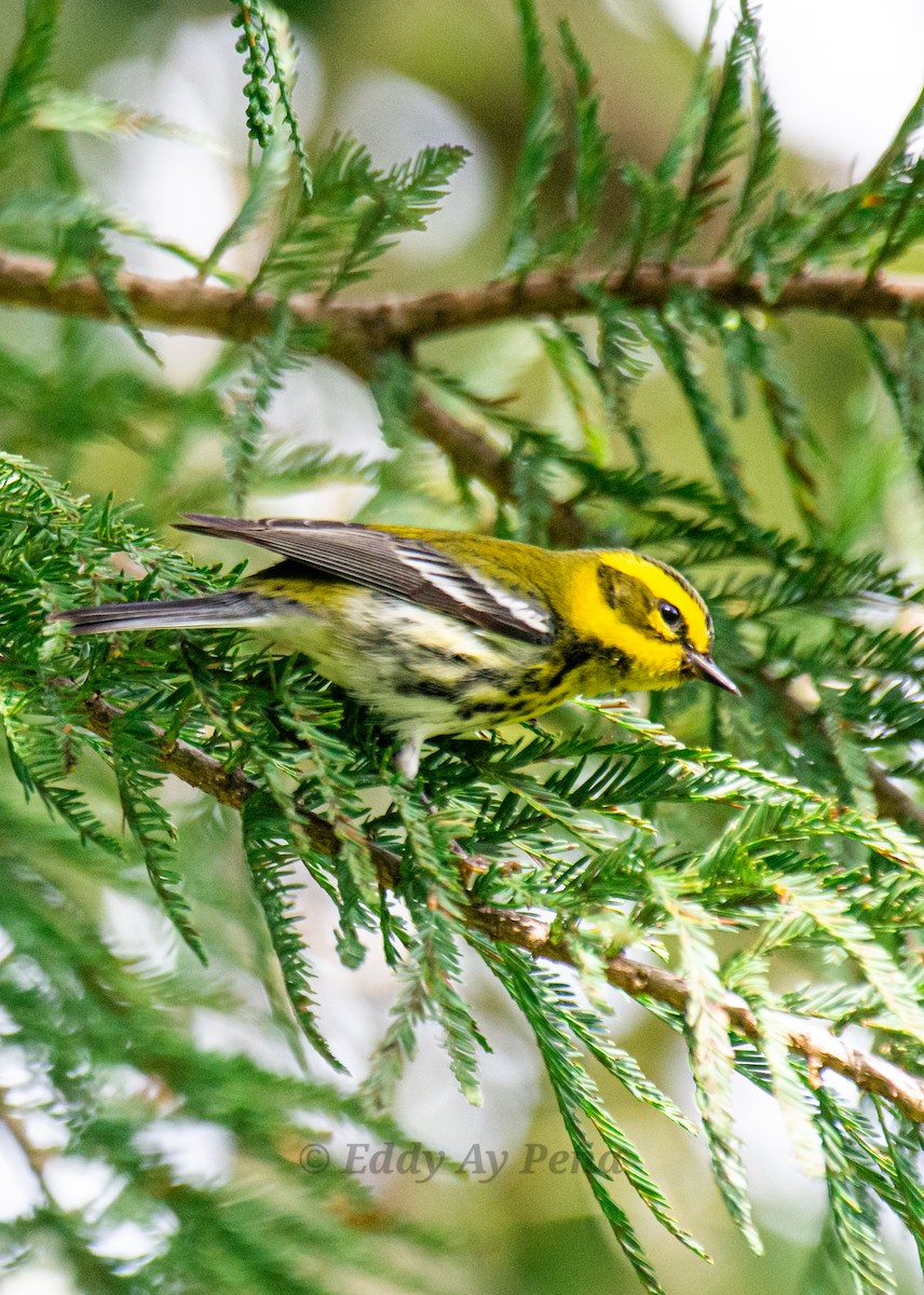 Townsend's Warbler - ML611398672