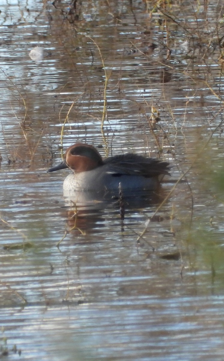 Green-winged Teal - ML611398727