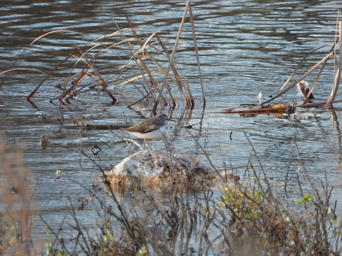 Green Sandpiper - ML611398738