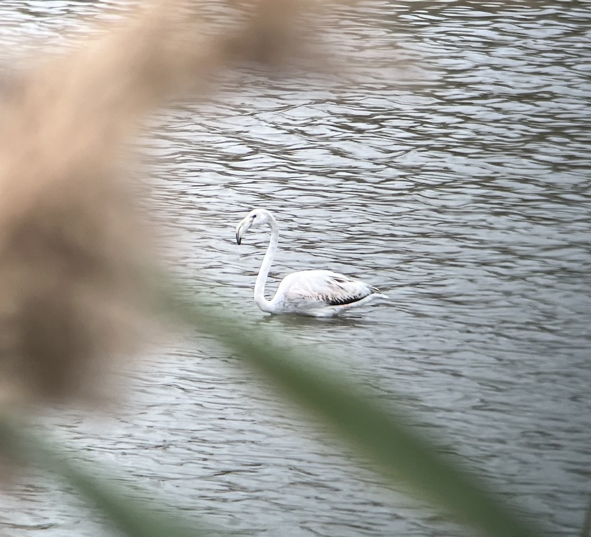 Greater Flamingo - ML611398755