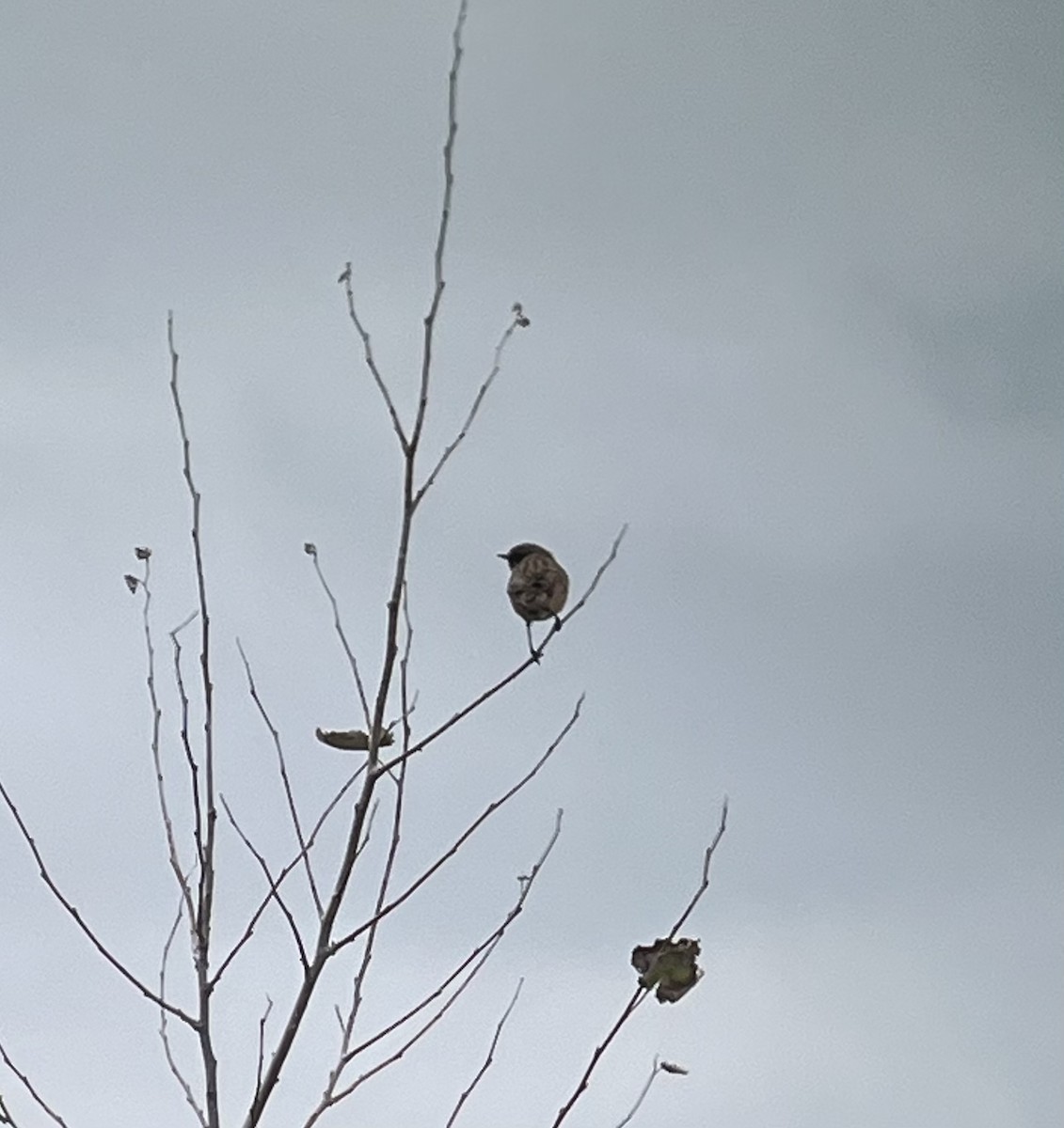 European Stonechat - ML611398764