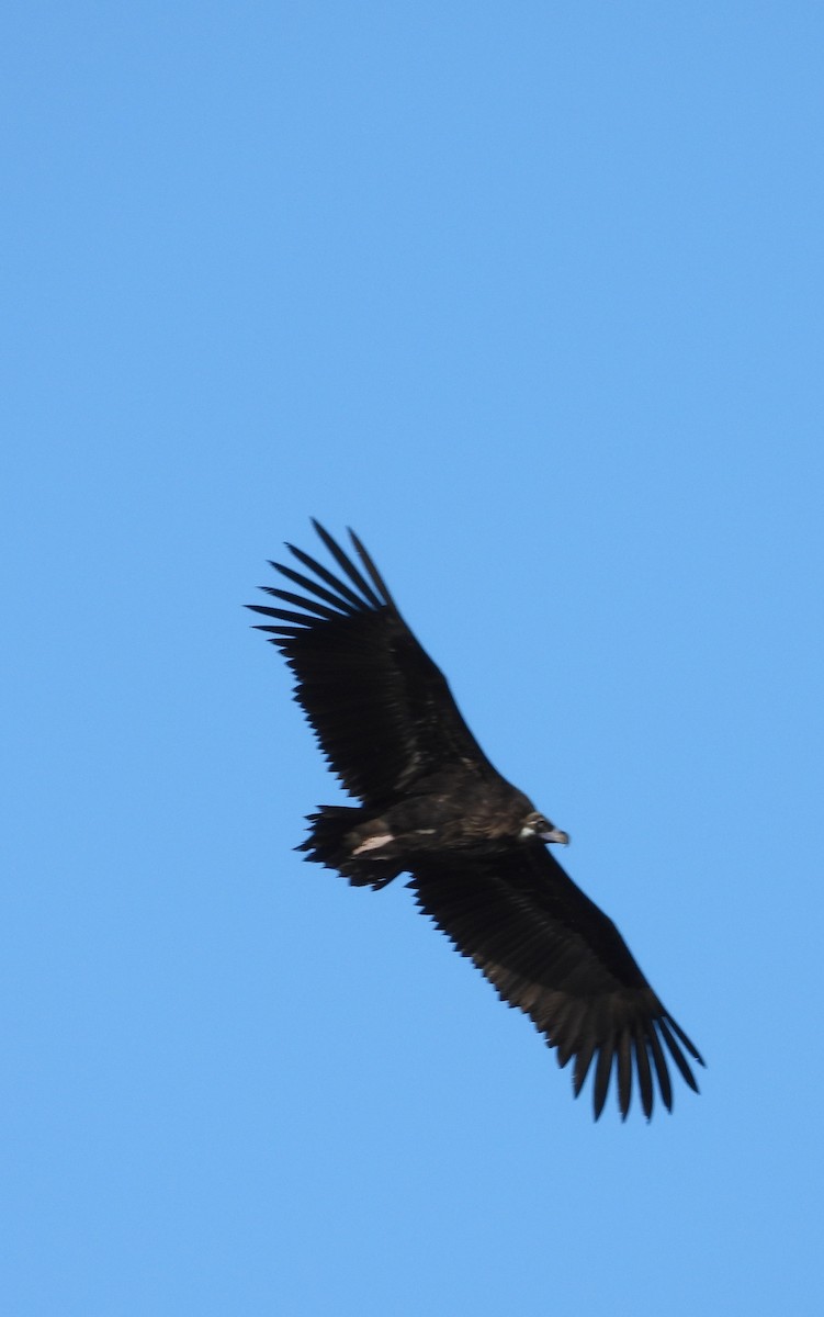 Cinereous Vulture - ML611398765