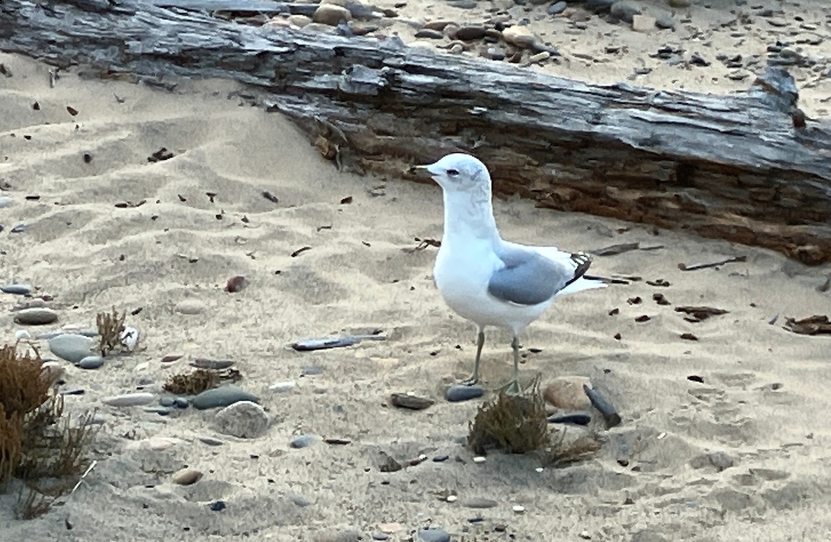 Ring-billed Gull - ML611398774