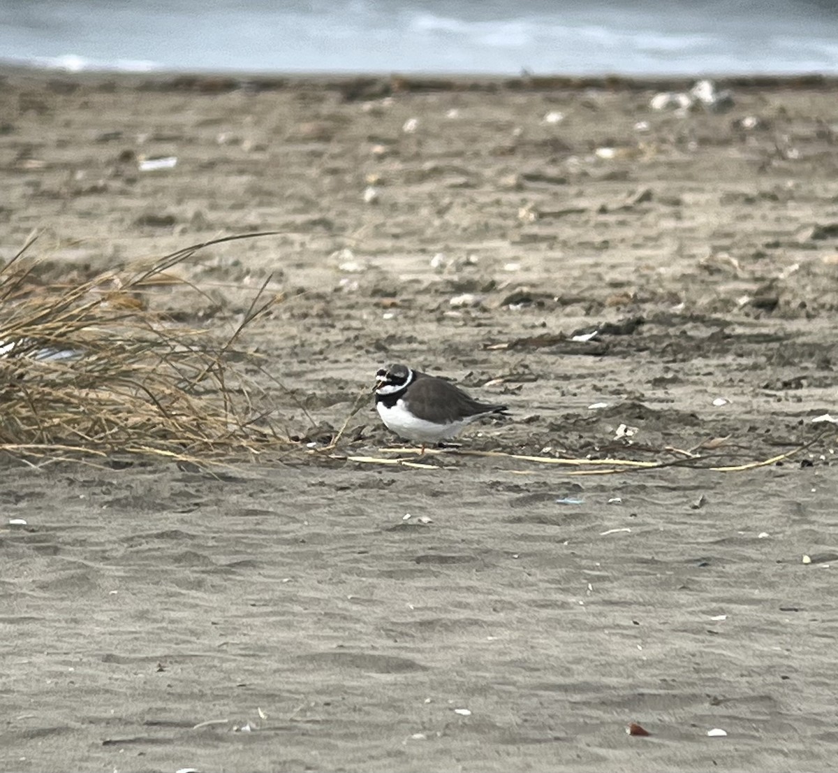 Common Ringed Plover - ML611398794