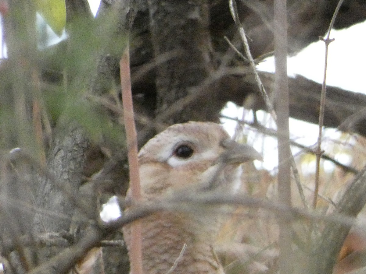 Ring-necked Pheasant - ML611398814