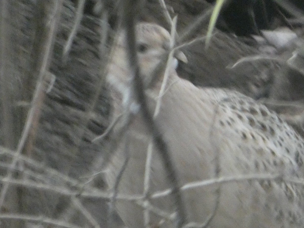 Ring-necked Pheasant - ML611398815