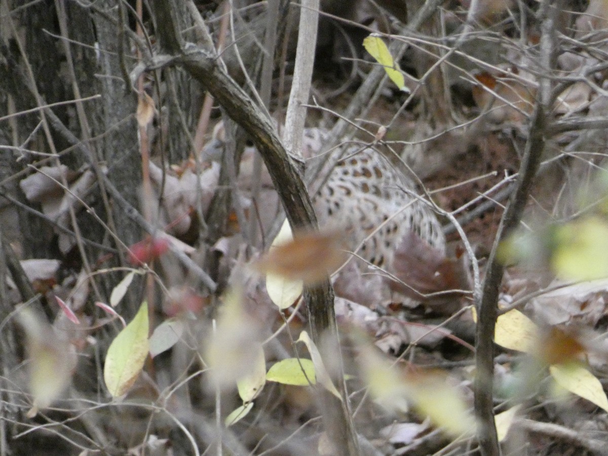 Ring-necked Pheasant - ML611398817