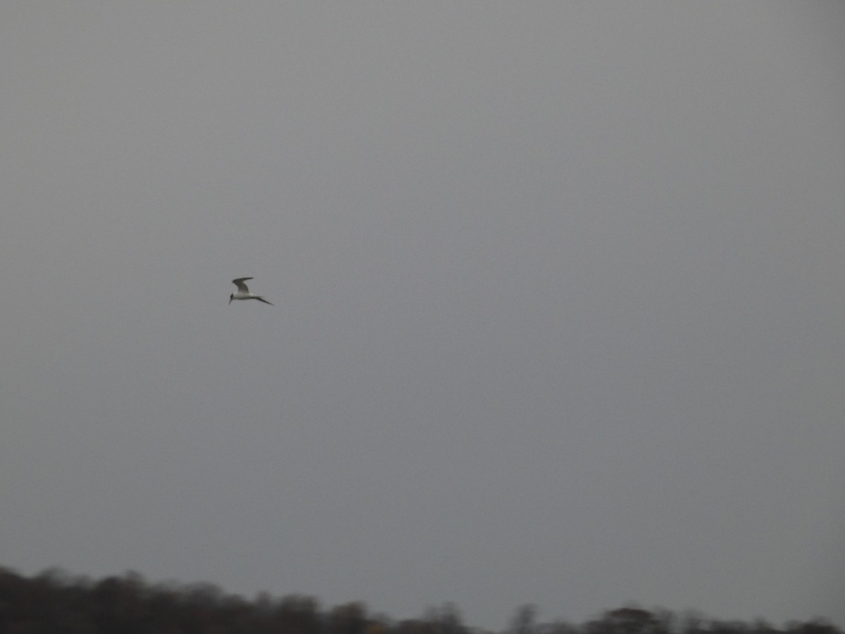 Common Tern - ML611398835