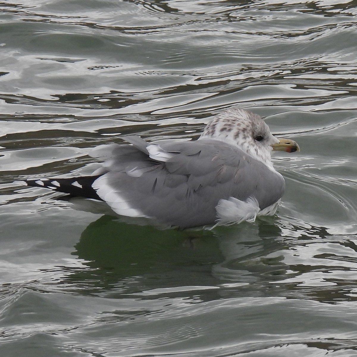 California Gull - ML611398954