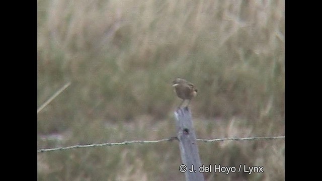 Spectacled Tyrant - ML611398989