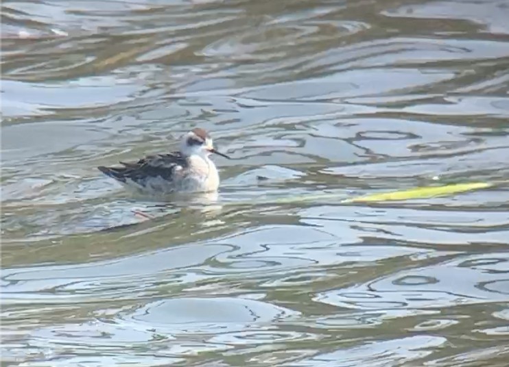 Red-necked Phalarope - ML611399343