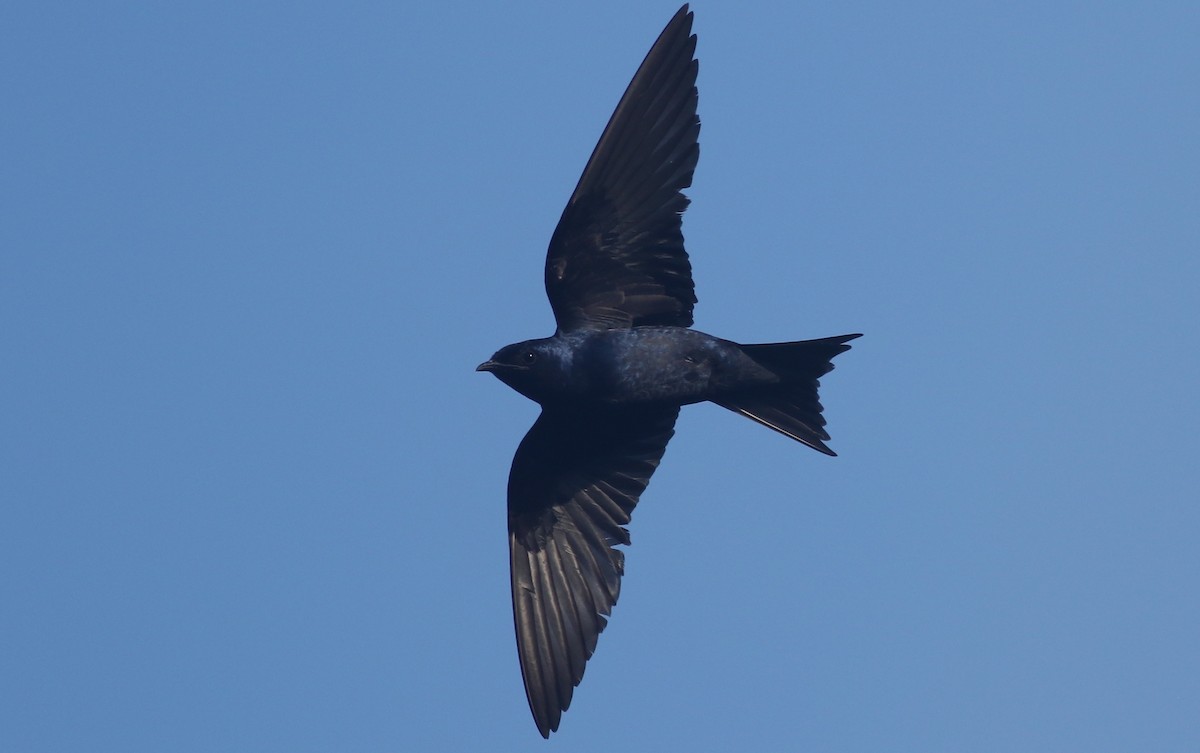 Golondrina Purpúrea - ML61139941