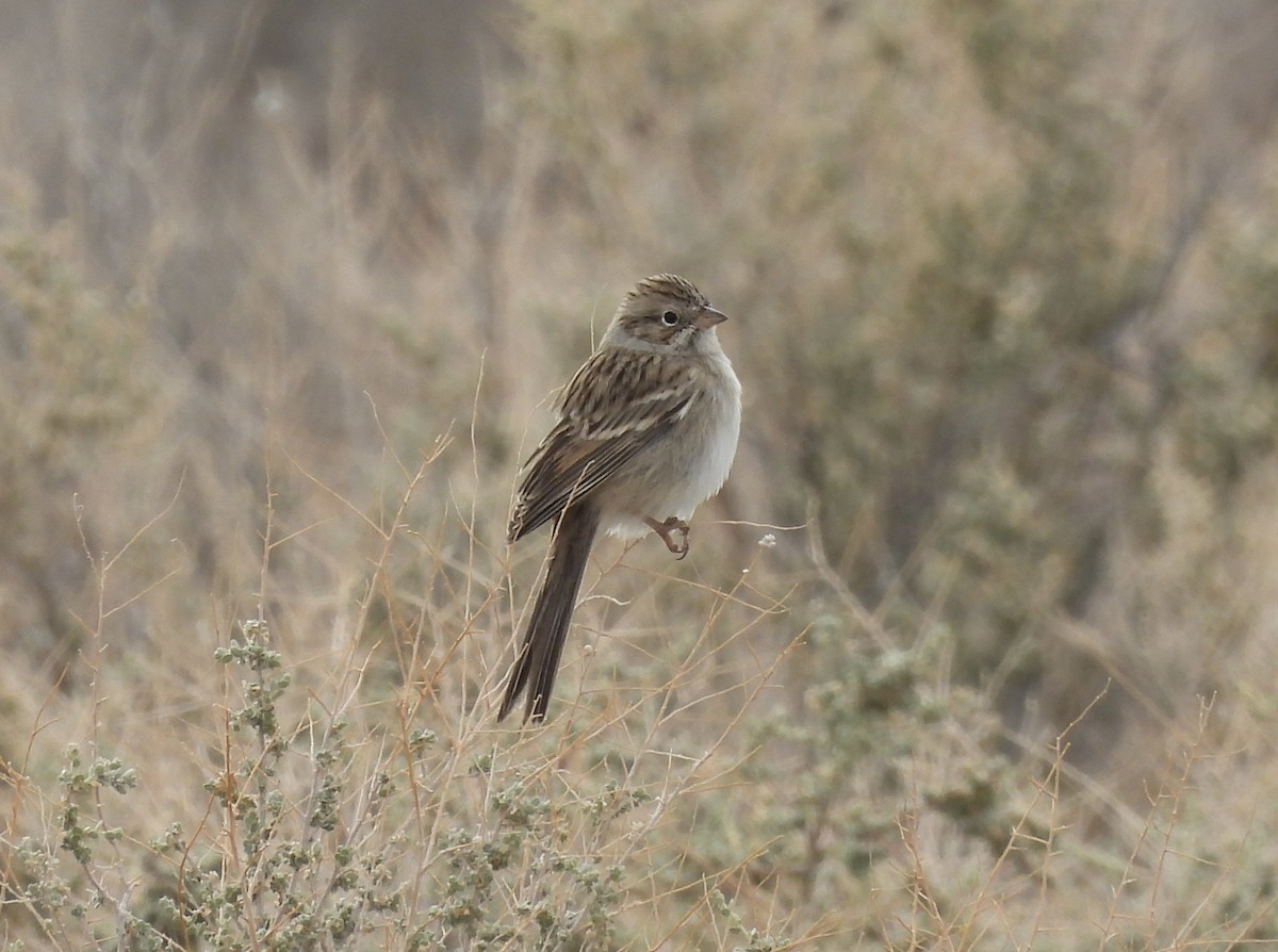 Brewer's Sparrow - ML611399456