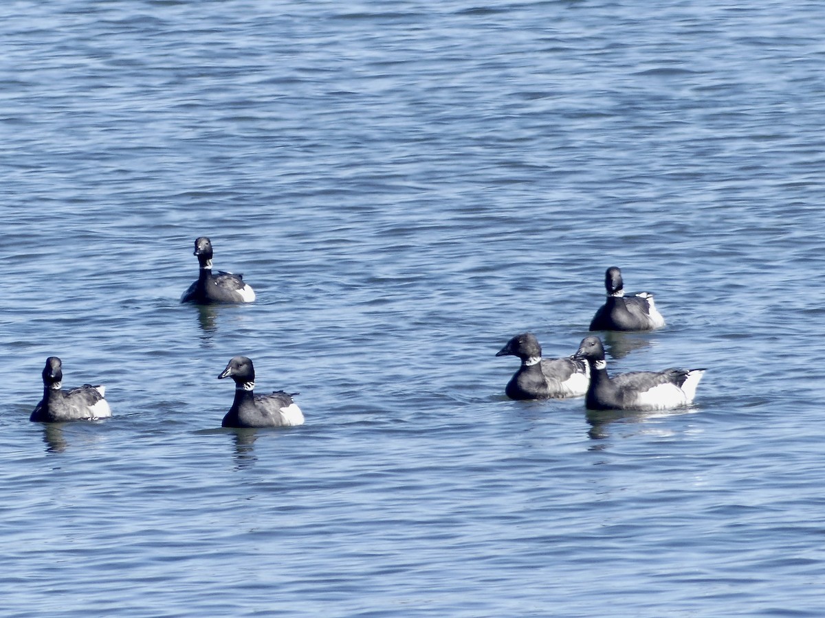 Brant - ML611399497