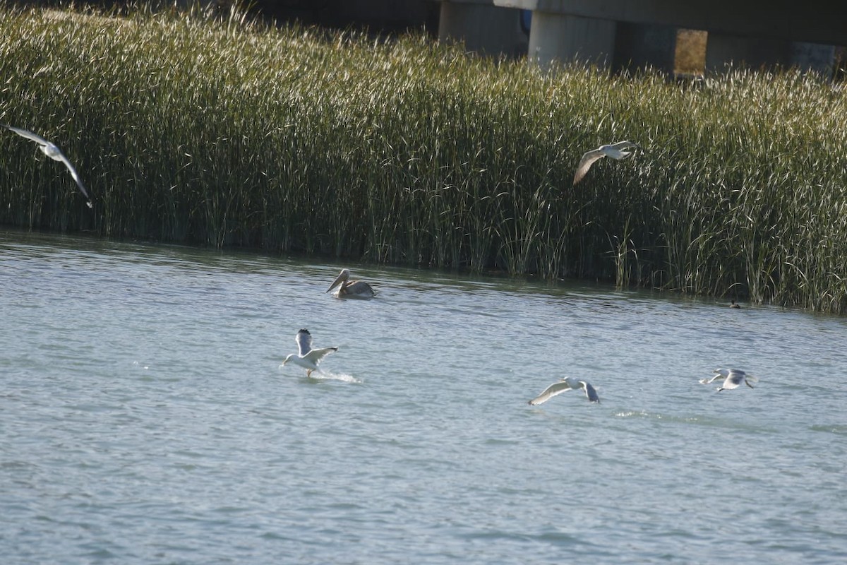 Great White Pelican - ML611399541